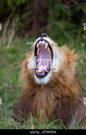 Lion (Panthera leo), le bâillement homme, Maasai Mara National Reserve, Kenya Banque D'Images