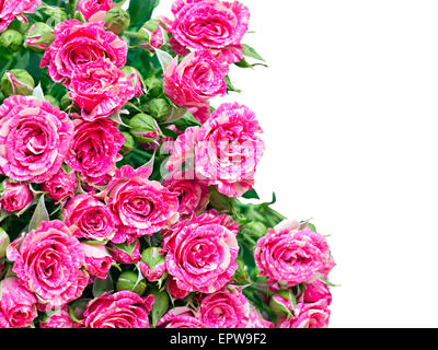 Bouquet de roses rose isolé sur fond blanc Banque D'Images