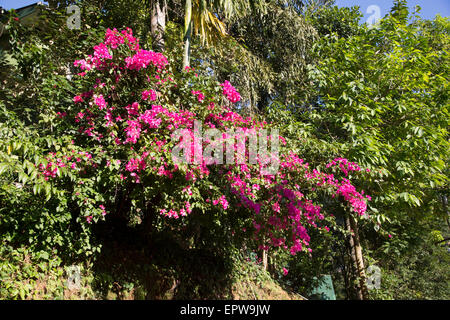 Fleurs de bougainvilliers roses dans les hautes terres du Sri Lanka, Asia Banque D'Images