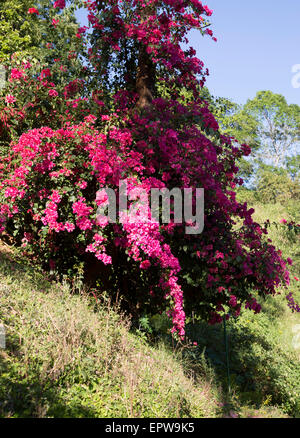 Fleurs de bougainvilliers roses dans les hautes terres du Sri Lanka, Asia Banque D'Images