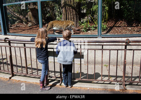 Garçon et fille regarder une Chinese-Leopard (Panthera pardus japonensis) stimulation à la Zoo de Paris Banque D'Images