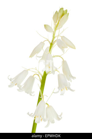 Hyacinthoides hispanica ou white flower isolated Bluebell Espagnol Banque D'Images