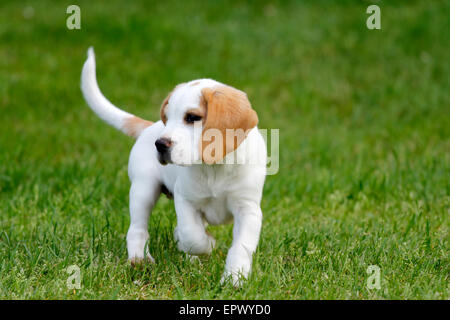 Mignon chiot beagle d'exécution sur l'herbe. Banque D'Images