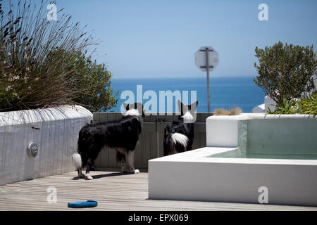 Deux border collies en noir et blanc à la barrière en bois sur la mer vers l'Afrique du Sud de beach house Banque D'Images