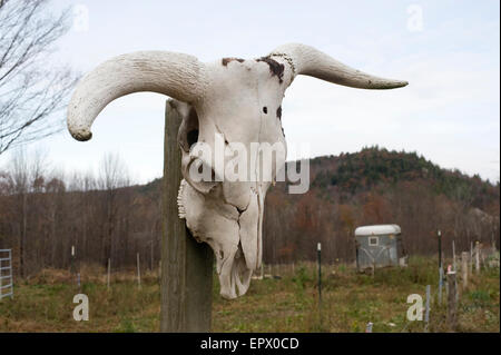 Crâne de pendaison de Bull sur le post Banque D'Images