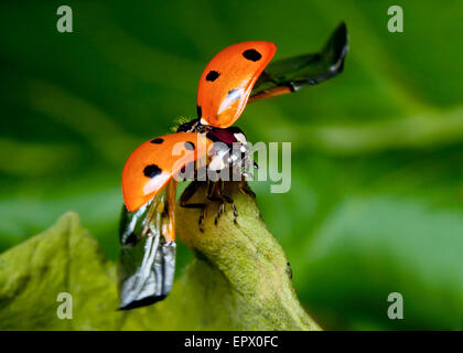 Coccinelle Banque D'Images