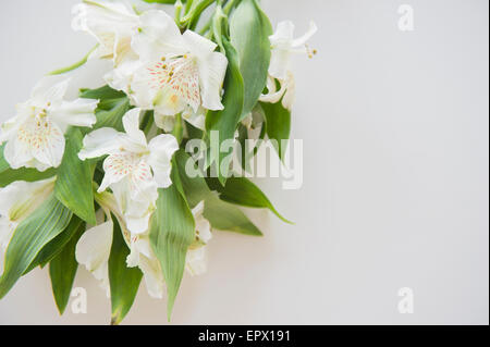 Bouquet de fleurs blanches Banque D'Images