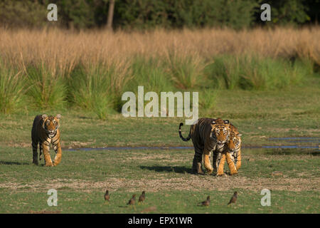 Tigresse T19 ou Krishna marcher avec sa femme cub par le lac Rajbagh dans la Réserve de tigres de Ranthambhore, Rajasthan, Inde. Banque D'Images