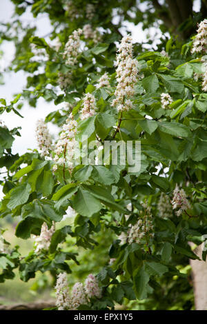 Close up de fleurs sur un arbre fruitier au printemps en Angleterre Banque D'Images