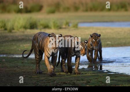 Tigresse T19 ou Krishna marcher avec deux de ses petits par le lac Rajbagh de Ranthambhore Tiger Reserve, Rajasthan, Inde. Banque D'Images