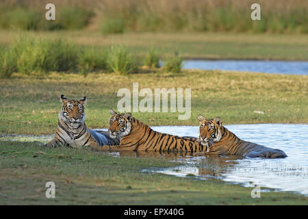 Tigresse T19 ou Krishna assis avec deux de ses petits dans le lac Rajbagh de Ranthambhore Tiger Reserve, Rajasthan, Inde. Banque D'Images
