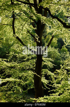 Caduques en début d'été. Banque D'Images