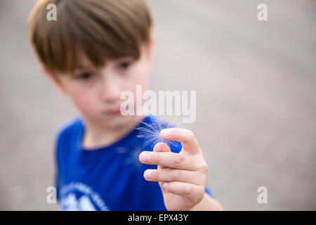 Boy (6-7) holding dandelion seed Banque D'Images