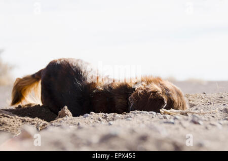 Chien de creuser dans le sable Banque D'Images