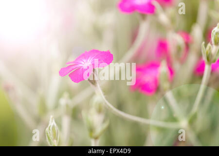 Lychnis coronaria fleur rose Banque D'Images