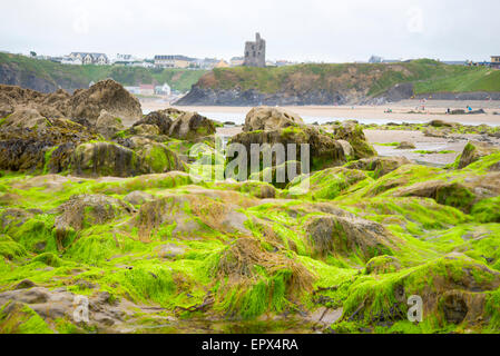 Des roches couvertes d'algues avec château et falaises sur la plage, dans le comté de Kerry ballybunion Irlande Banque D'Images