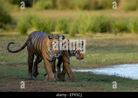 Tigresse T19 ou Krishna marcher avec sa femme cub par le lac Rajbagh dans la Réserve de tigres de Ranthambhore, Rajasthan, Inde. Banque D'Images