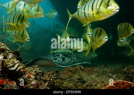 Flantail Ray, Taeniurops meyeni, nageant avec une école de jaune Golden Trevally, Gnathanodon speciosus. Banque D'Images