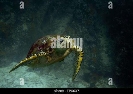 La tortue de mer (Eretmochelys imbricata) nageant. Seychelles Banque D'Images