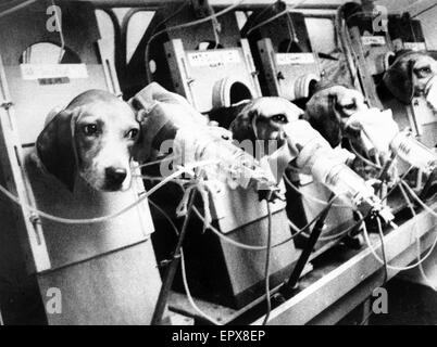 cigarettes tested on animals 48 dogs smoked 100 a day to prove that smoking is harmless Des chiens beagle utilise pour