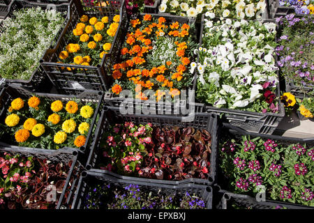 Différentes plantes à fleurs dans le jardin. Banque D'Images