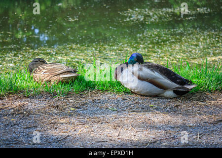 Canards mâles et femelles dormir sur la banque de Harlem Meer dans Central Park, New York City. Banque D'Images