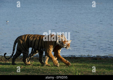 Tigresse T19 ou Krishna marcher avec sa femme cub par le lac Rajbagh dans la Réserve de tigres de Ranthambhore, Rajasthan, Inde. Banque D'Images