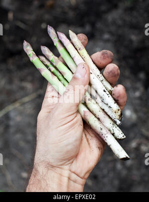 Les tiges des asperges dans la main de l'homme. Banque D'Images