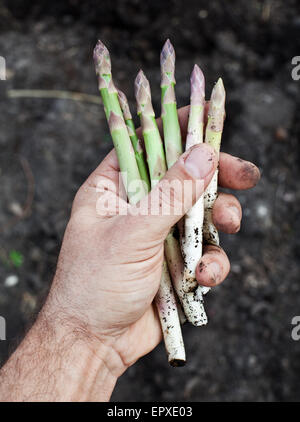 Les tiges des asperges dans la main de l'homme. Banque D'Images