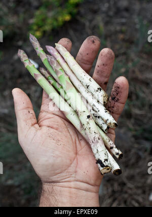 Les tiges des asperges dans la main de l'homme. Banque D'Images