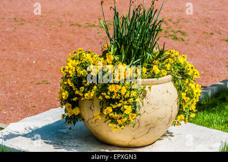 Cache-pot décoratif jaune plein de pensées et d'autres plantes dans le contexte de la zone couverte de sable. Banque D'Images