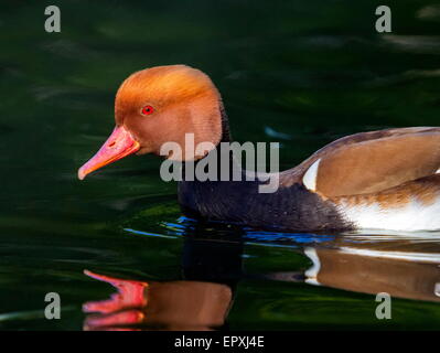 Homme Nette rousse Netta rufina, canard, portrait sur l'eau Banque D'Images