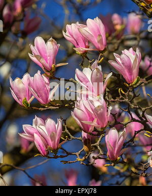 Close up sur huangshan, magnolia cylindrica, fleurs par jour Banque D'Images