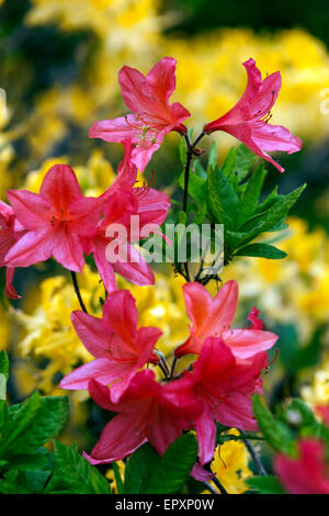 Rhododendron mollis Orange Banque D'Images