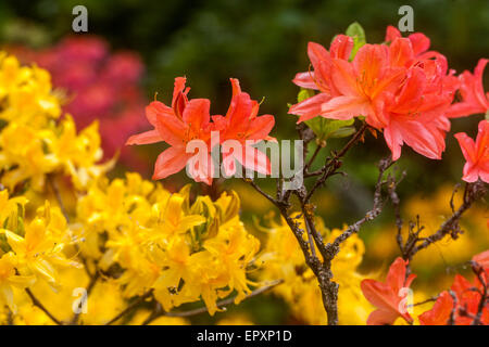 Luteum RHODODENDRON Rhododendron mollis jaune et orange Banque D'Images