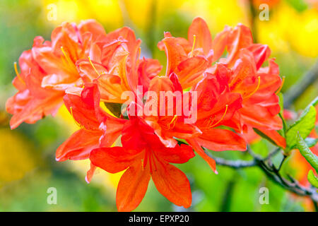 Rhododendron mollis Orange arbuste jardin, Close up Banque D'Images