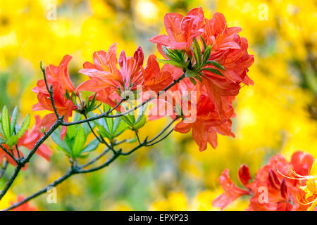 Rhododendron mollis Orange Banque D'Images