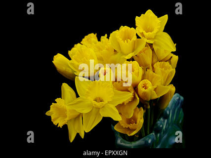 Jonquilles en vase jaune isolé sur fond noir Banque D'Images