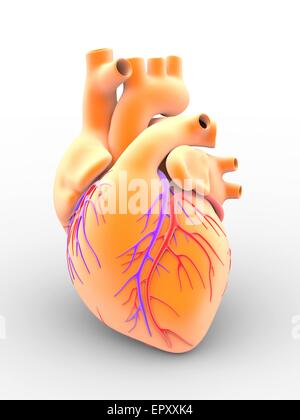 Coeur et des artères coronaires. L'art de l'anatomie externe d'un coeur humain, vu de face. La surface des vaisseaux sanguins sont les artères coronaires (rouge clair) et les veines (violet), ce qui porte le sang oxygéné vers le cœur et dépose le sang désoxygéné Banque D'Images