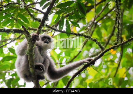 Gibbon Javan juvénile femelle (Hylobates moloch, gibbon argenté) dans le parc national de Gunung Halimun Salak, Java Ouest, Indonésie. Banque D'Images