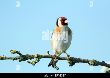 Cardeulis cardeulis (chardonneret) perché dans un arbre. Banque D'Images