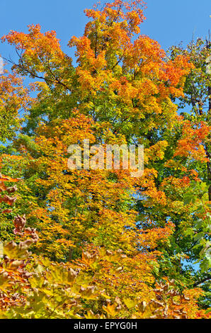 Couleurs d'automne près d'Ottawa river valley à sunny day Banque D'Images