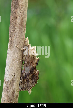Pterostoma palpina pâle espèce importante reposant sur une branche morte camouflage Banque D'Images