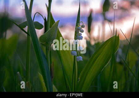 Blooming lily sur la nature dans le soleil couchant dans l'herbe dans la forêt Banque D'Images