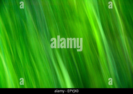 Beau fond vert de l'herbe naturelle d'été Banque D'Images