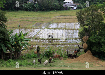 La culture du riz paddy, Polonnaruwa, Sri Lanka, Asie, Banque D'Images