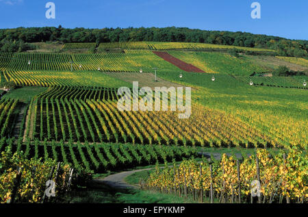 DEU, l'Allemagne, la région du Rheingau, Ruedesheim au bord du Rhin, vignoble, au téléphérique Niederwald monument. DEU, Deutschland, Rheinga Banque D'Images