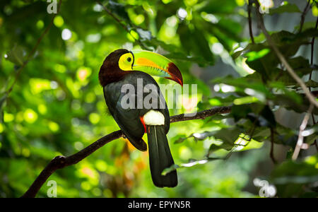 Close up of colorful keel-billed toucan oiseau Banque D'Images