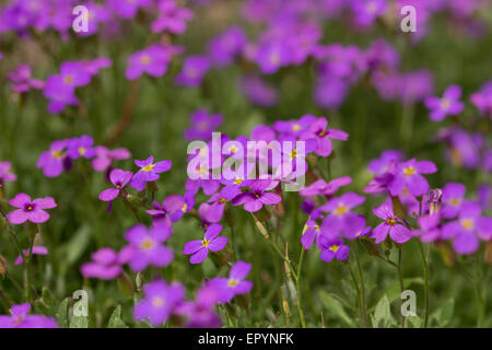 Un tir de minuscules fleurs violettes Banque D'Images