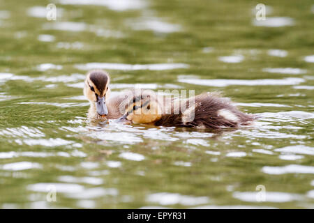 Windsor, Royaume-Uni. 23 mai, 2015. 23 mai 2015. Windsor, Royaume-Uni. Météo britannique. Une paire de canetons colverts nager sur un étang à Windsor, Berkshire, UK : Crédit Ed Brown/Alamy Live News Banque D'Images